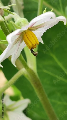  Solanum melongena. Berenjena del jardín. Abeja polinizando una flor de berenjena.
