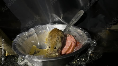 Mice run into the tent of the Ukrainian military and sometimes we treat them to sausage. although in general they are very difficult to live in the field