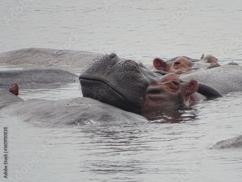 Schlafendes Hippo im Nil
