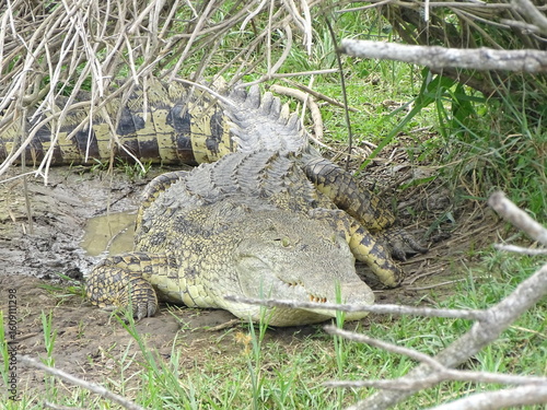 Krokodil am Nil
