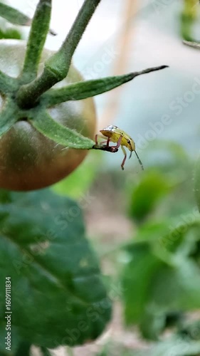    Nezara viridula. Chinche verde. Ninfa. Tomate. 