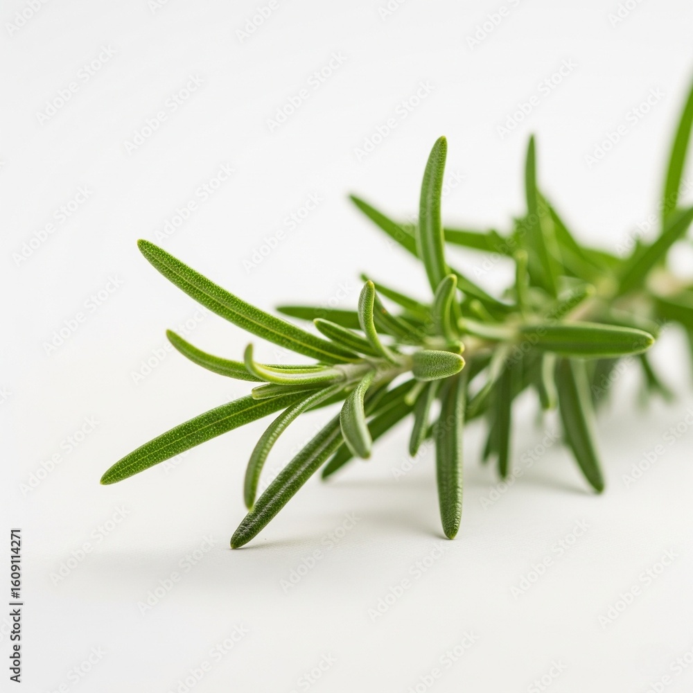 Fototapeta premium rosemary on white background