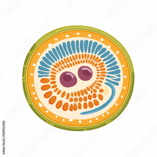 Cross-section of a plant: A vibrant cross-sectional illustration, unveiling the intricate internal structure of a plant.