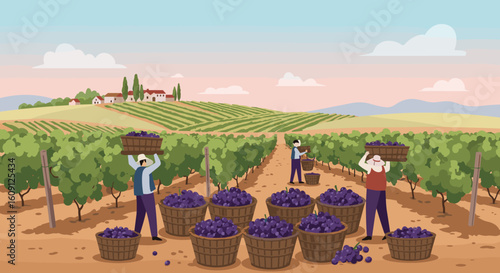 Grape harvesting in vineyard by workers under clear sky with rolling hills in background. Vector illustration
