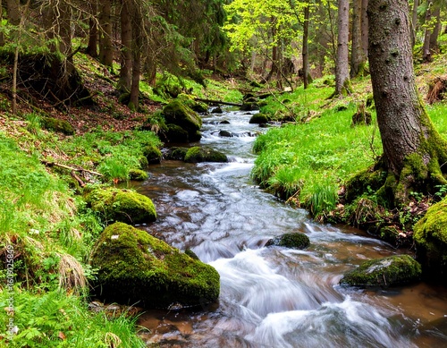 A tranquil forest stream meanders through a lush, mossy woodland