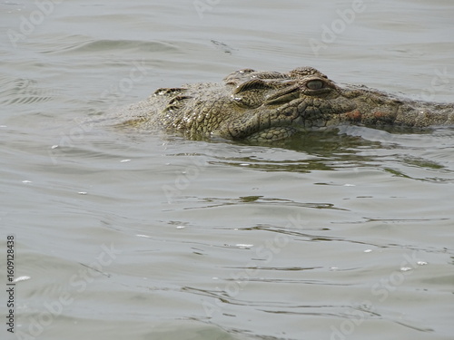 Krokodil im Angesicht