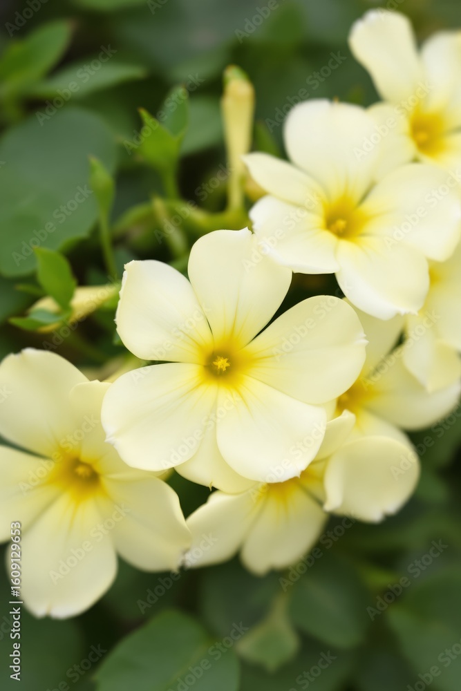 Delicate Cream-Colored Oxalis Flowers in Soft Focus
