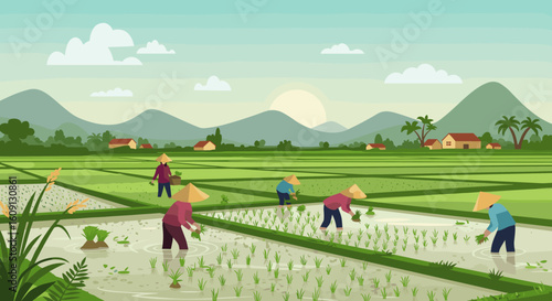 Asian farmers in rice fields at sunrise with mountains in background. Vector illustration