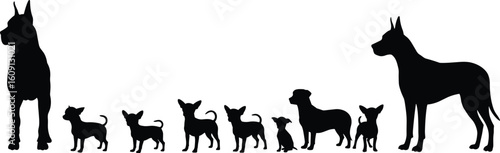 Silhouette illustration of large Great Dane and small Chihuahua dogs, animal size comparison, dog breed contrast, black pet vector graphic, isolated on white background