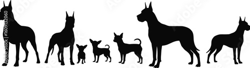 Silhouette of large Great Danes and small Chihuahuas, dog breed comparison, animal size contrast, black vector illustration, isolated dogs group, white background, pet outline art