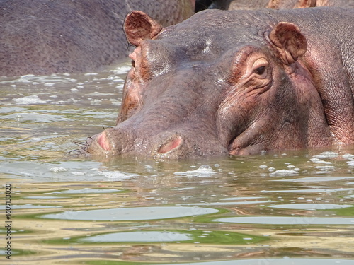 Beeindruckendes Nilpferd