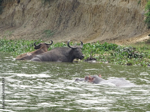 Wasserbüffel und Hippo im Nil