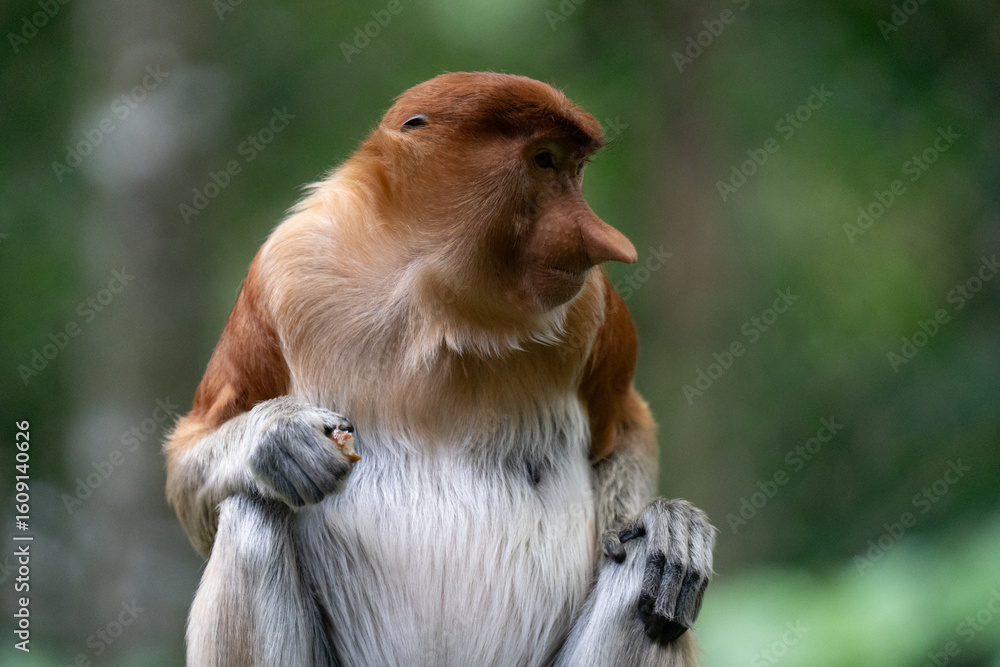 Fototapeta premium Portrait of a Proboscis Monkey