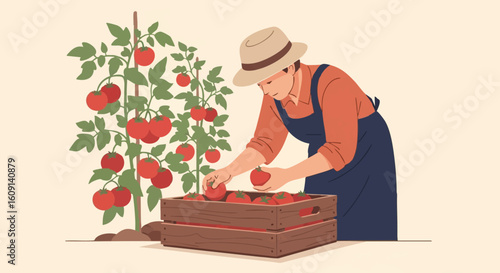 A farmer carefully harvesting ripe red tomatoes from the vine and placing them in a wooden crate.