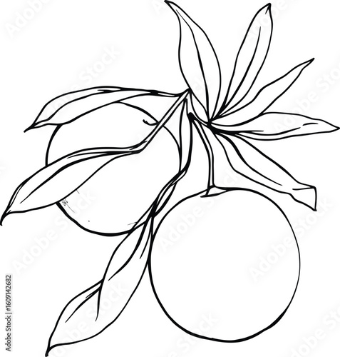 Fruit of Duality” – Simplicity, Growth & Natural Balance