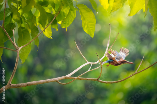 White throated kingfisher