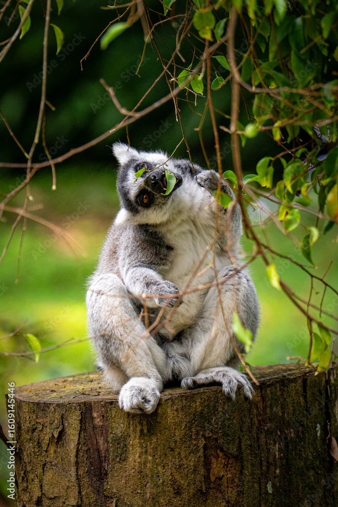 Fototapeta premium lemur on tree