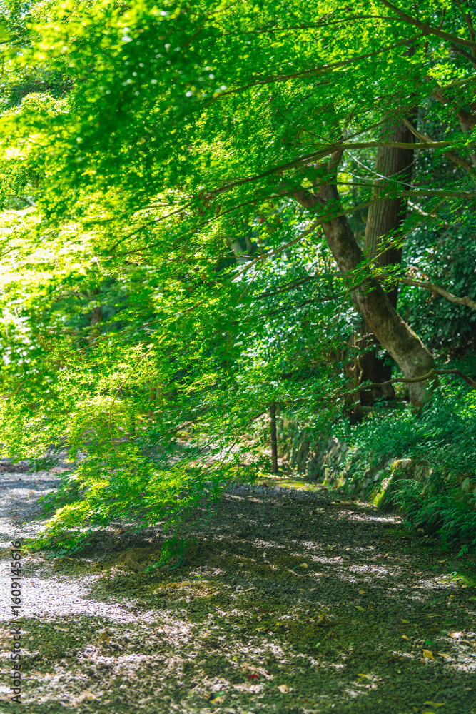 Fototapeta premium 京都の西山のお寺