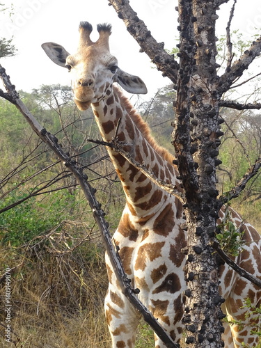 Giraffe in der Savanne, neugierig