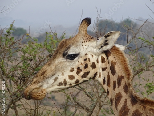 Giraffe in der Savanne, Seitenprofil