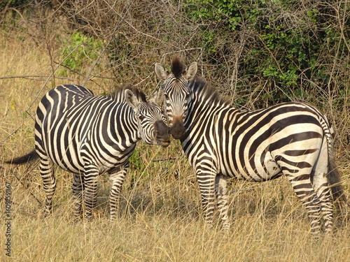 Zebra in der Savanne