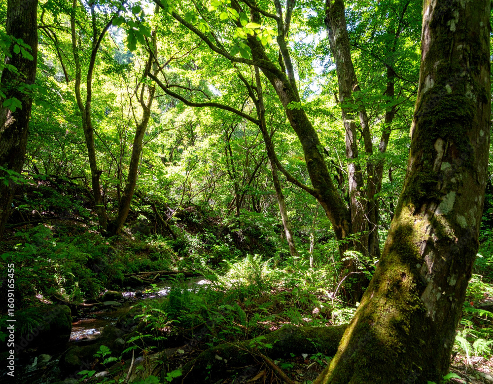 Fototapeta premium trees in the forest