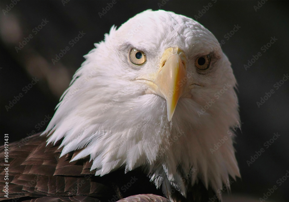 Naklejka premium Bald Eagle Close-Up with Intense Gaze