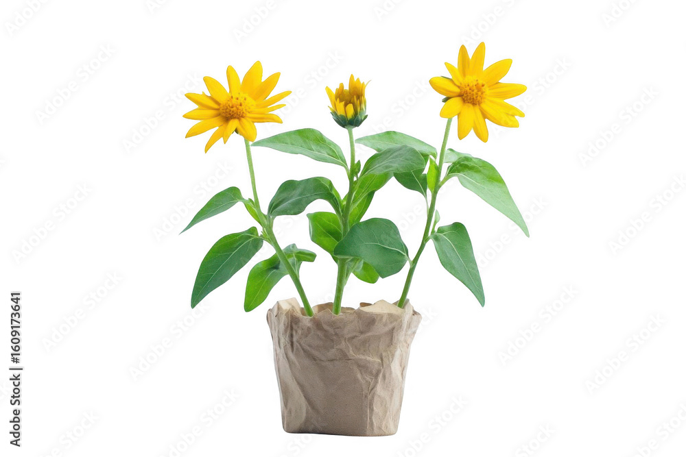 Obraz premium See Yellow Blooms In Paper Pot On Black, Potted Blooms And Fresh Flowers