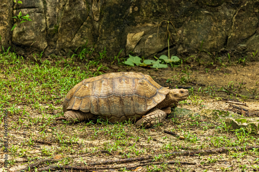 Fototapeta premium Tortuga