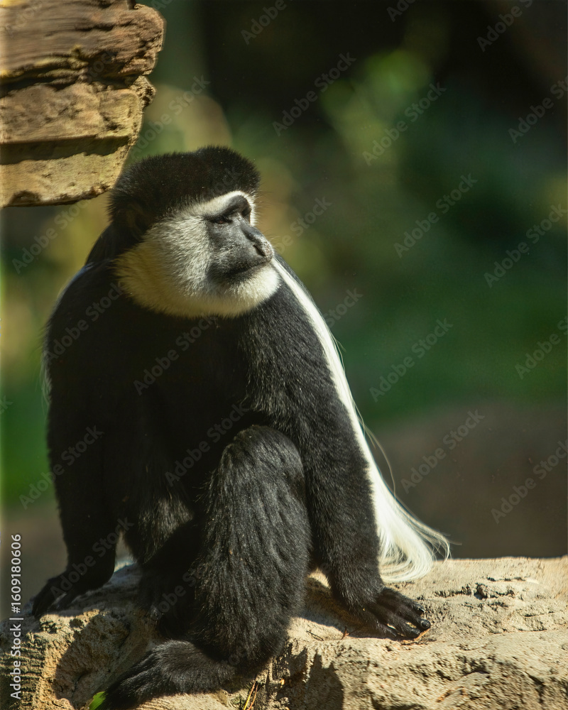 Obraz premium Colobus Monkey Sitting by Rock