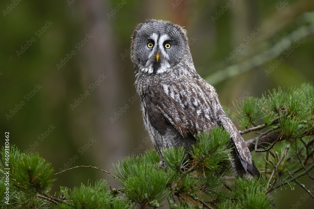 Fototapeta premium great greyowl (Strix nebulosa) perched on a tree