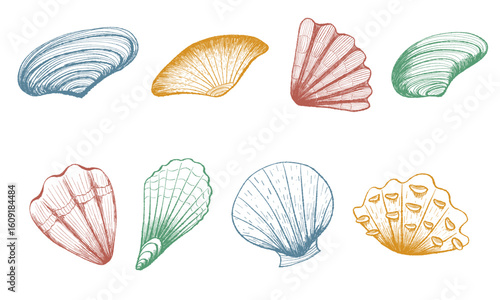 Colorful engraved seashell set. Hand drawn ocean mollusks in detailed vintage sketch ink style. Vector collection on white background for print, decor, stickers