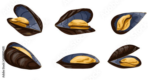 Set of mussels in various forms: closed, opened, top view. Vector seafood illustration on white background. Perfect for recipes, food blogs, cookbooks, stickers and packaging