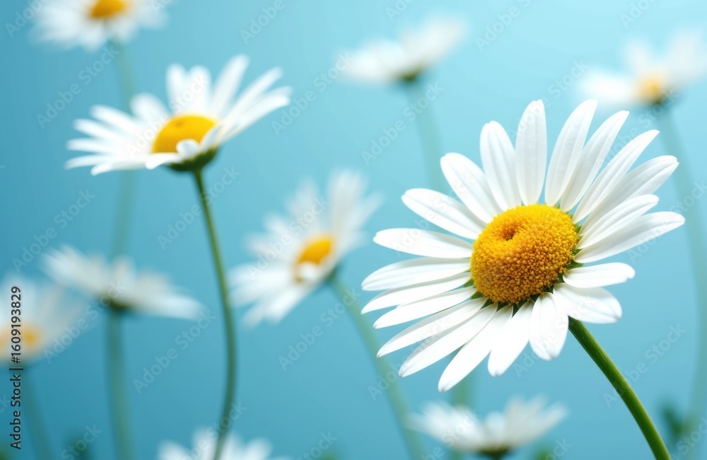 Fototapeta premium White daisies with yellow centers blooming against a bright blue sky create a cheerful and fresh natural scene