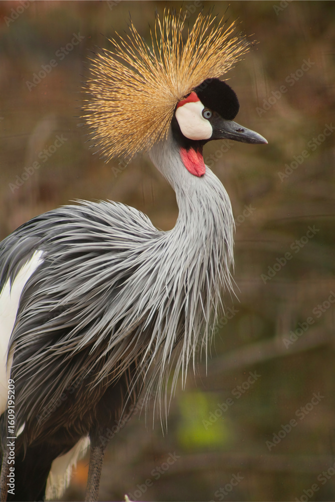 Fototapeta premium Grey Crowned Crane in Profile