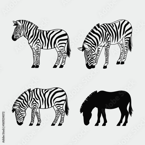 Four zebra illustrations black and white zebras animal