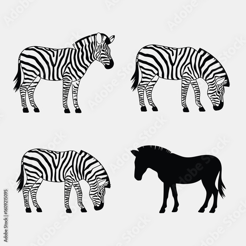 Four zebras black and white illustrations animal wildlife 1