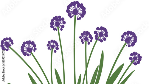 Abstract Purple Allium Flowers Illustration on White Background