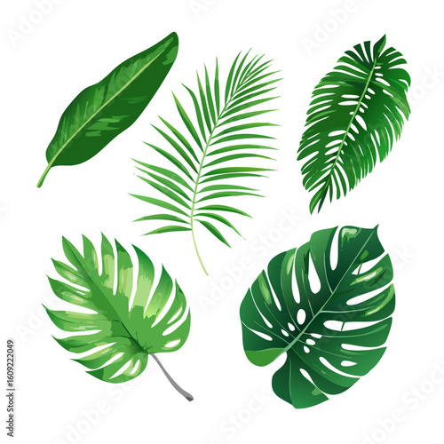 Tropical leaf set. Vector collection of realistic jungle foliage. Green palm, monstera deliciosa, and banana leaves. Exotic botanical illustration isolated on white background. See Less