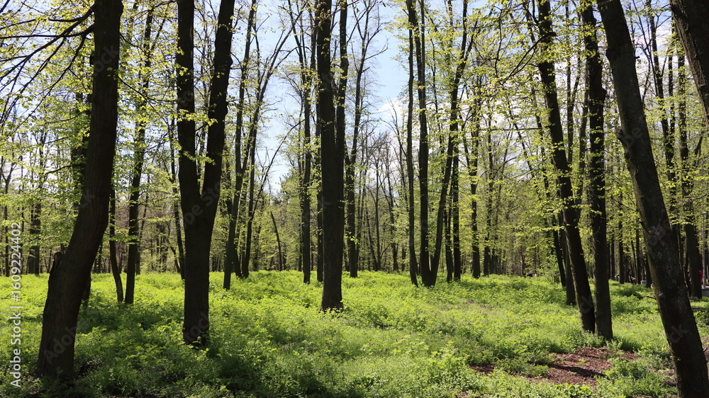 Obraz premium forest trees. nature green wood sunlight backgrounds. spring forest trees.
