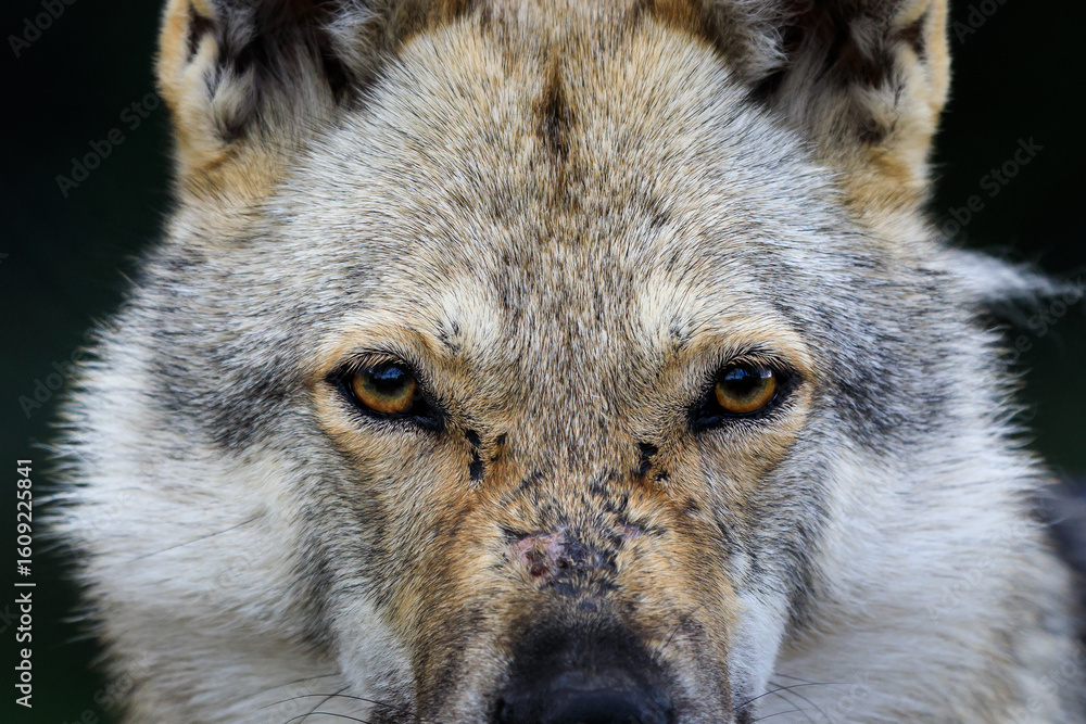 Fototapeta premium Beautiful wild view of a Czechoslovakian wolf dog on a walk in the Carpathians below the Tatras
