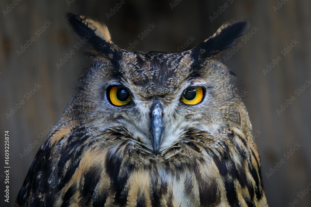 Fototapeta premium Close-up of the head of a Great Horned Owl resting in a forest in the Slovak Tatras