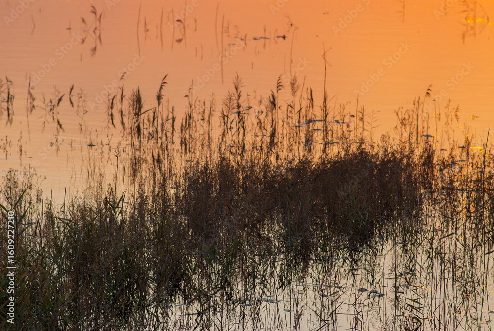 Obraz premium Dry reeds on the riverbank at sunset.