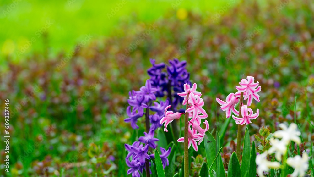 Fototapeta premium Blooming hyacinth flowers in a garden flowerbed.