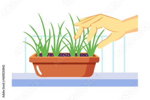 Hand tending to green sprouts in a brown rectangular pot on a blue surface against a white background