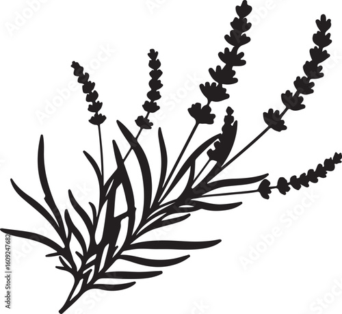 Lavender flower in silhouette white background.