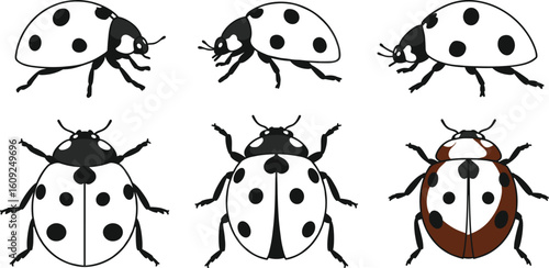 Ladybug vector illustration set, black and white beetles, cartoon insect collection, top and side views, spotted bugs clipart graphics.