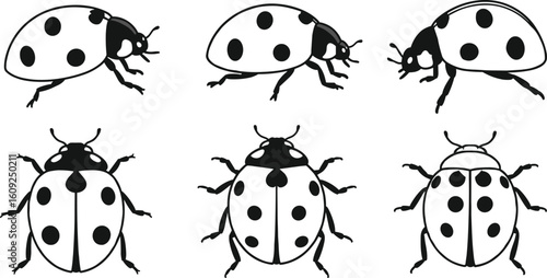 Set of ladybug insect silhouettes, vector illustration in black and white, beetle top view and side view design icons.