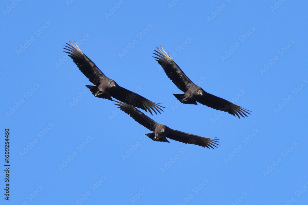 Obraz premium Three turkey vultures big black birds with red heads buzzards in flight formation. 