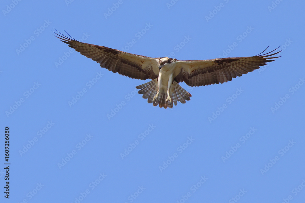 Fototapeta premium Osprey in flight against deep blue sky. 